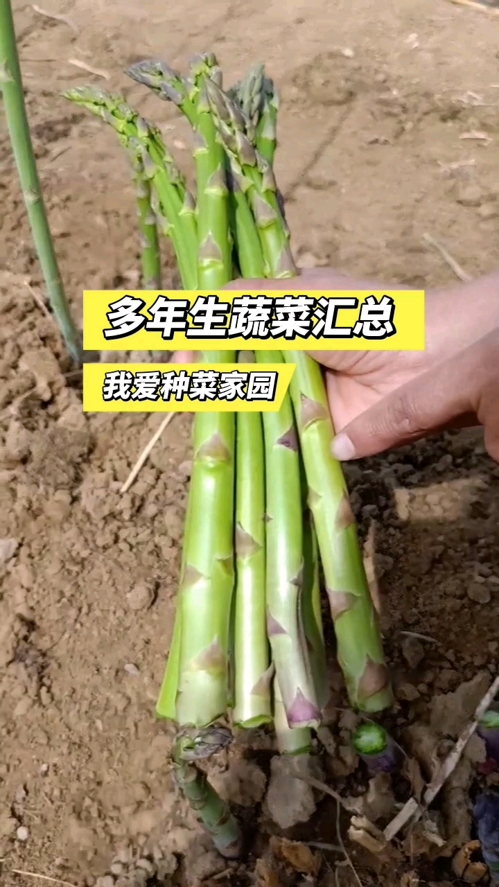 给大家汇总了一些多年生蔬菜品种,这些蔬菜种一次吃好几年