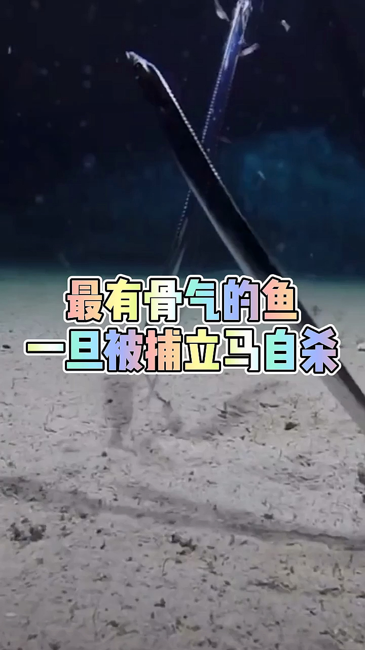 #奇闻趣事#被称作“最有骨气的鱼”,被捕之后就会自杀,至今没有人活着买走