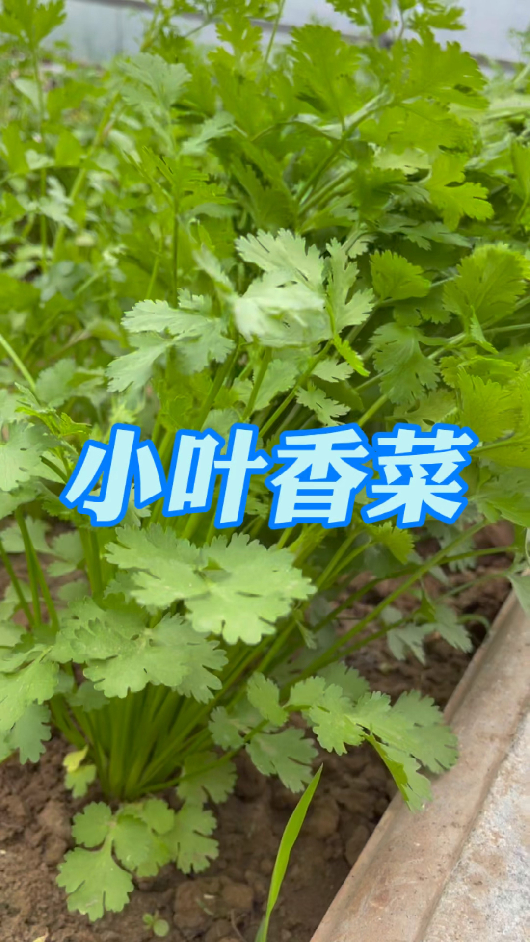 要想香菜种的好,这一擀面杖不能少!