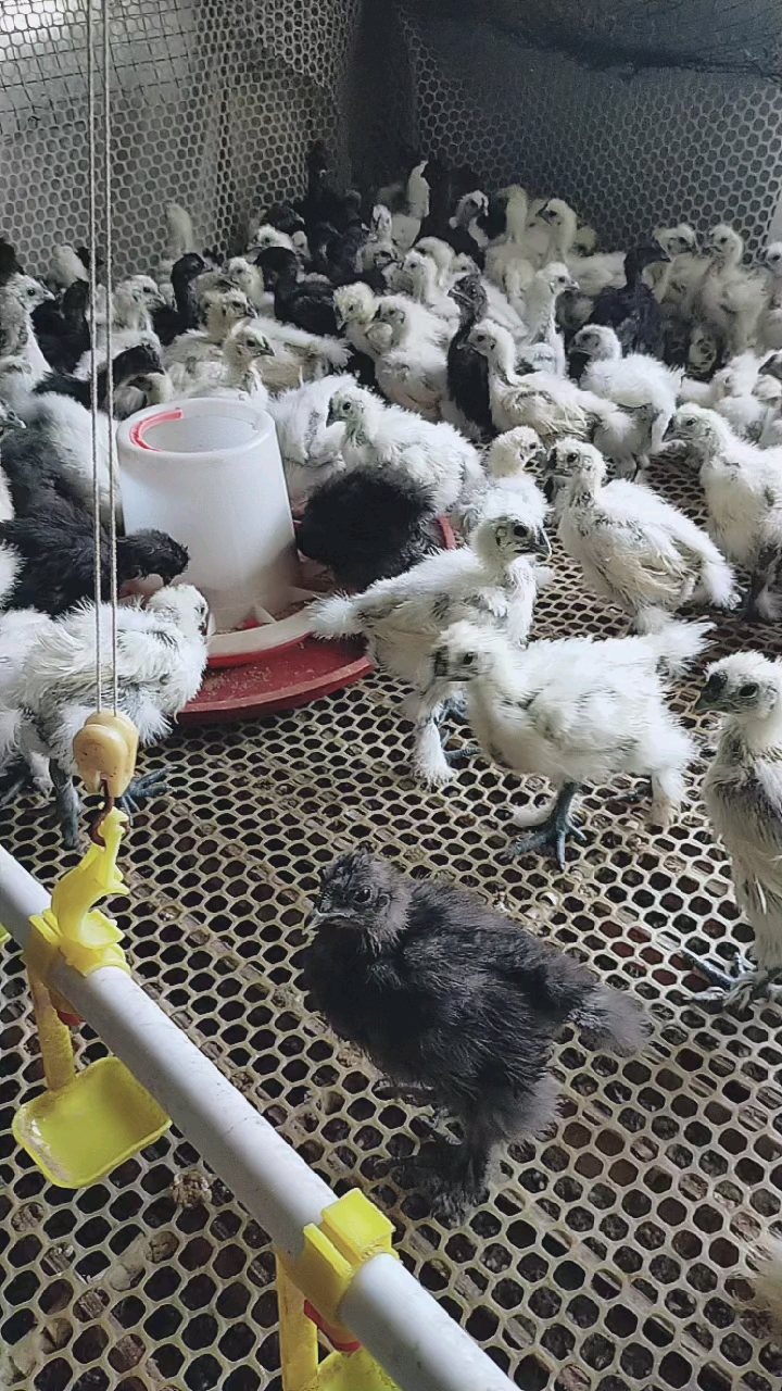 白乌鸡苗黑乌鸡苗