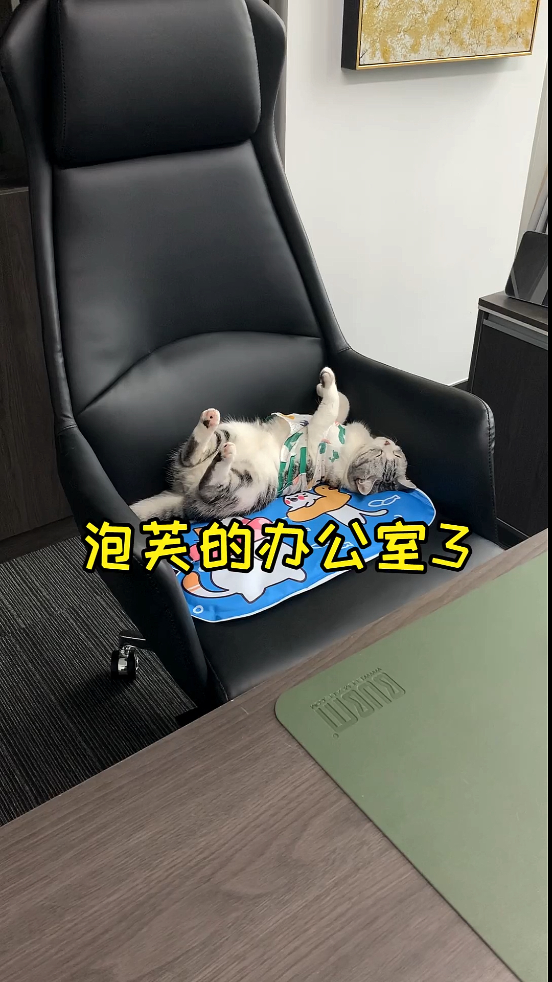 #我家萌宠成精了#猫老板第一次面试，成功吓跑了小姐姐