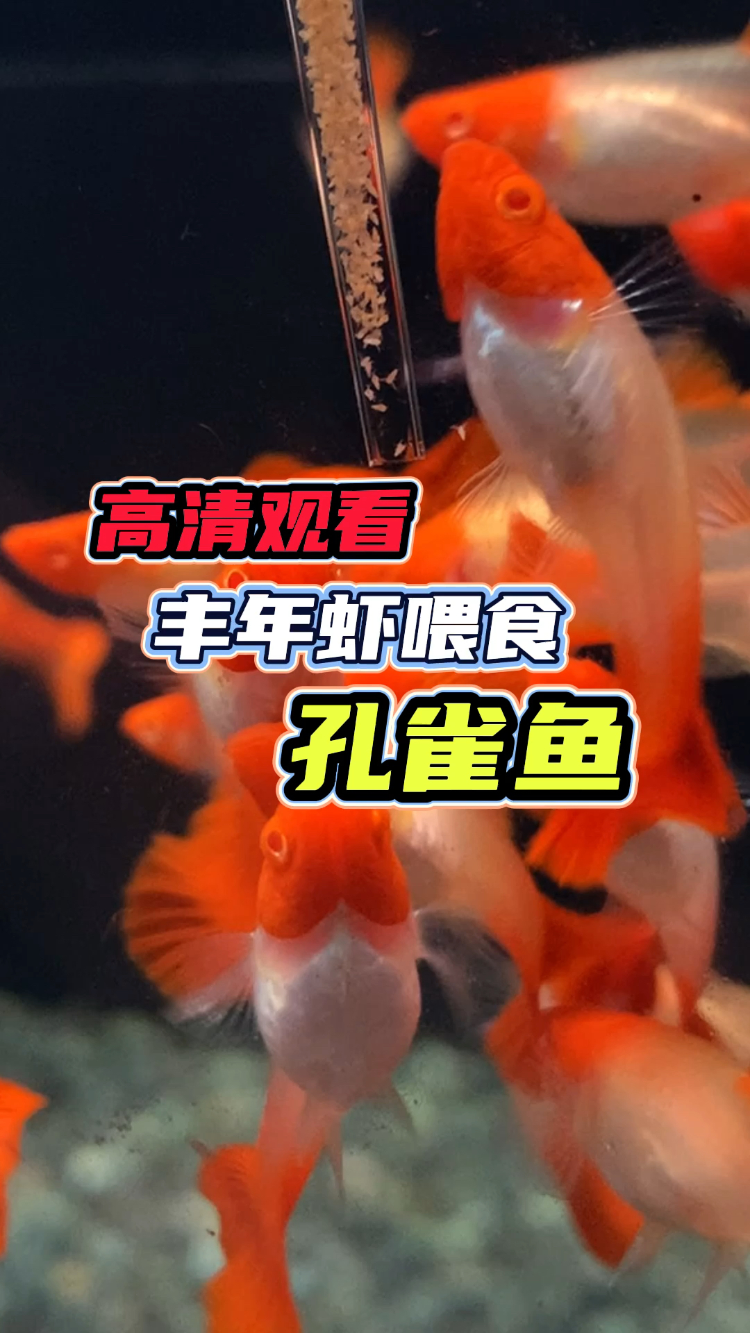 #孔雀鱼#高清观看丰年虾喂食孔雀鱼