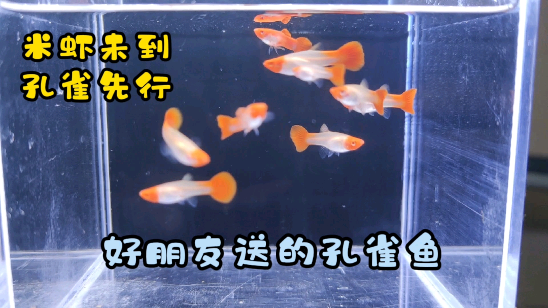 #观赏鱼#蓝宝石虾未到，孔雀鱼已就位，朋友送的鸿运当头孔雀鱼