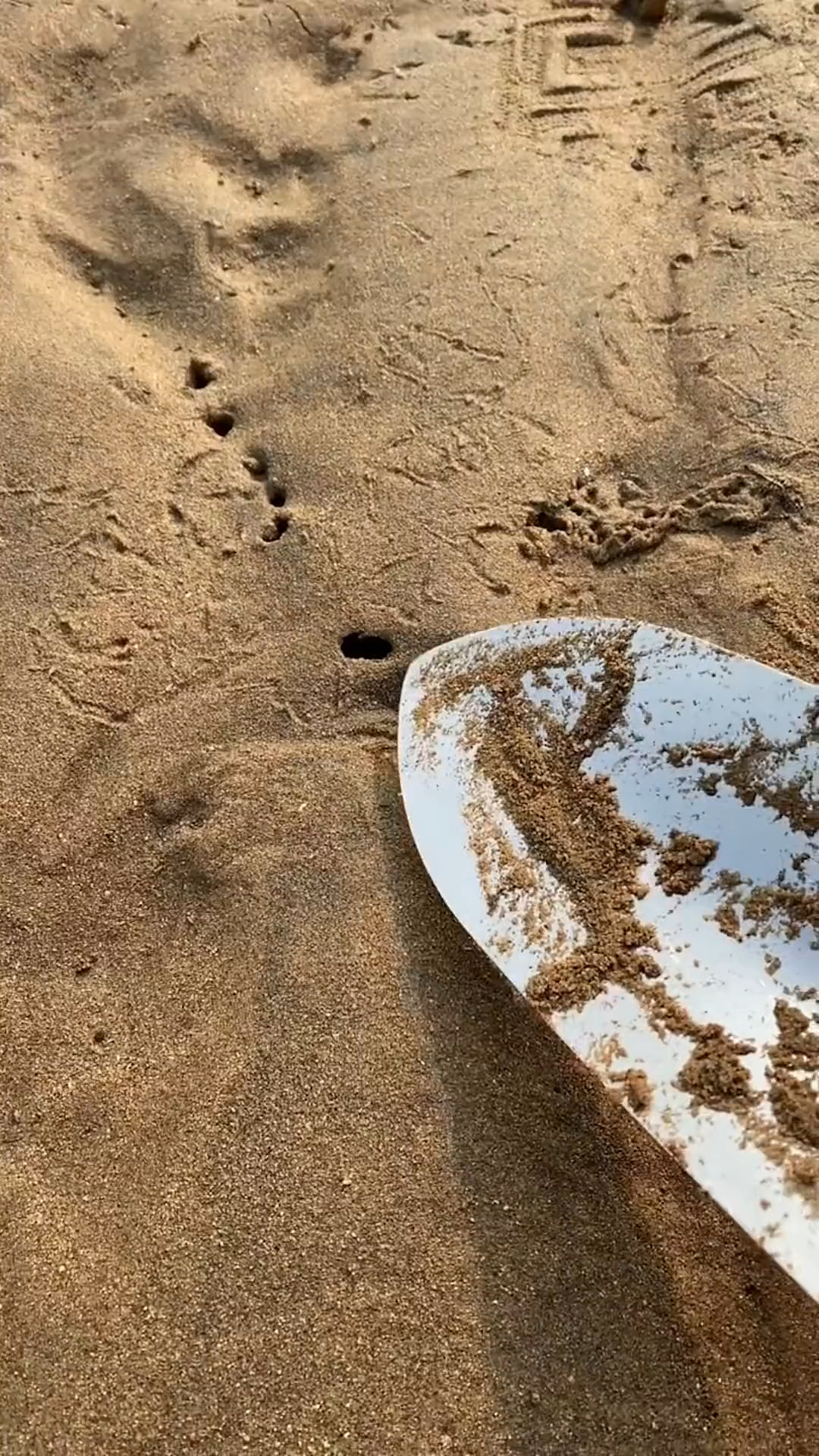 #赶海捉海鲜#真实的赶海挖蛏有喜欢的嘛
