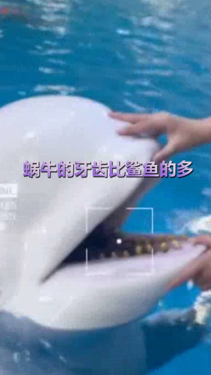 #奇闻趣事抢先看#蜗牛的牙齿比鲨鱼的多