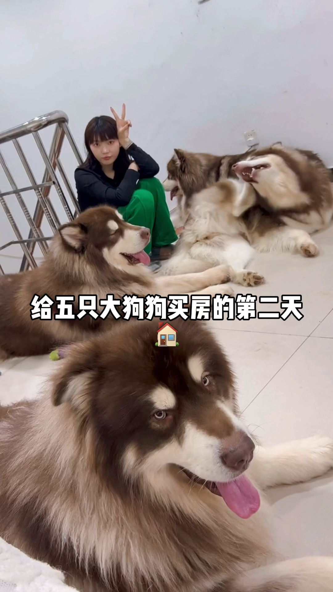 #破壳计划#带着狗子去看房