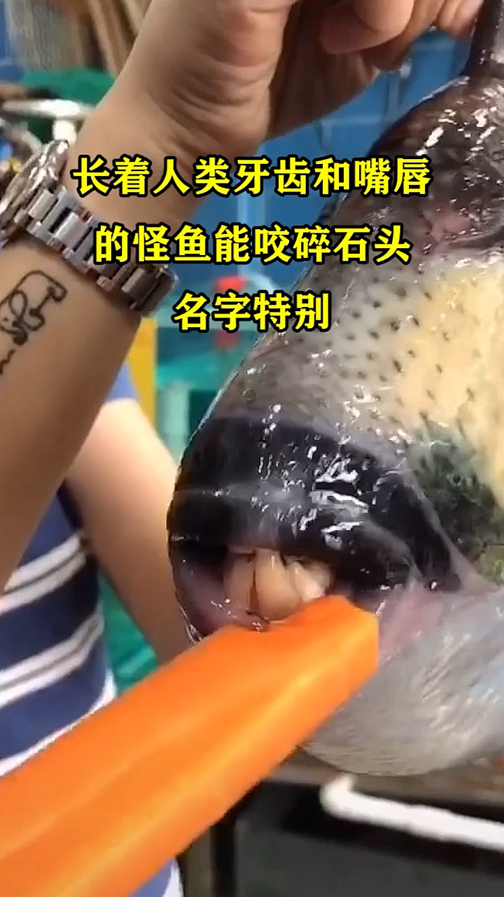 #奇闻趣事抢先看#长着人类牙齿和嘴唇的怪鱼,能咬碎石头,名字特别