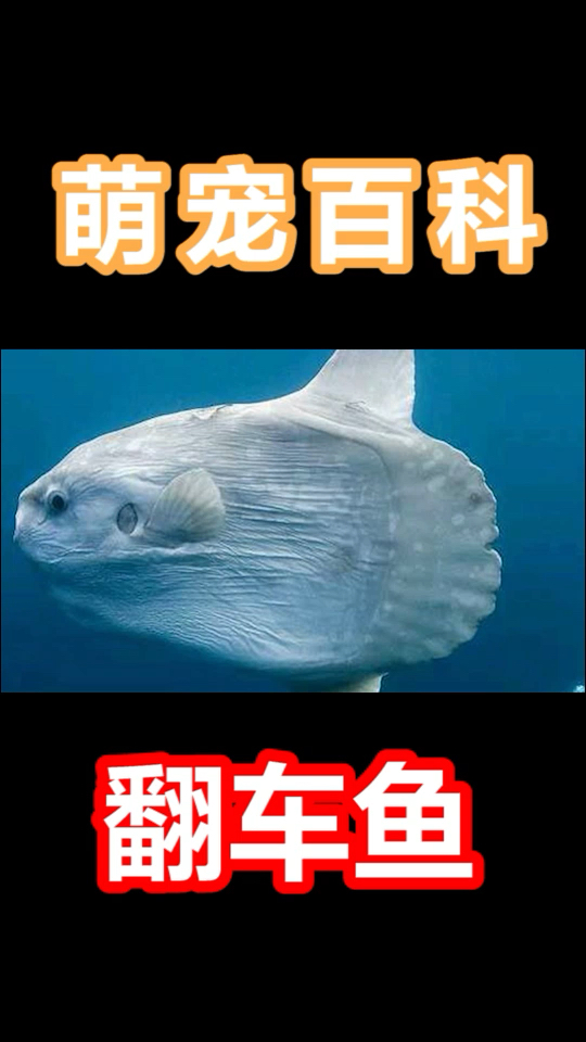 #家有萌宠#翻车鱼居然是最能生的动物,还这么可爱,哈哈哈