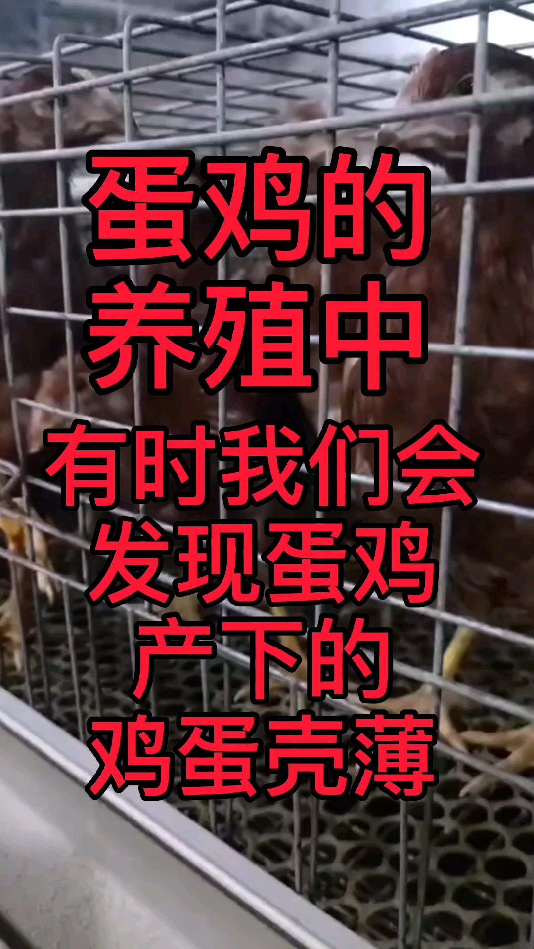 蛋鸡的养殖中,有时我们会发现蛋鸡产下的鸡蛋壳薄,很容易就破损,或者是软趴趴的鸡蛋