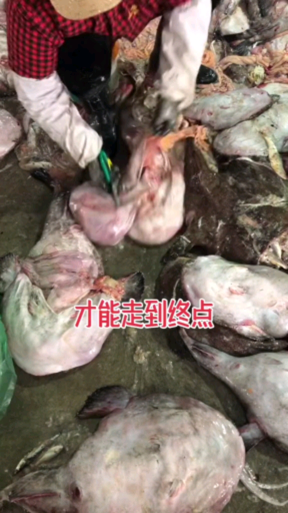 #我的奋斗人生#鮟鱇鱼肚里竞藏了这么多货