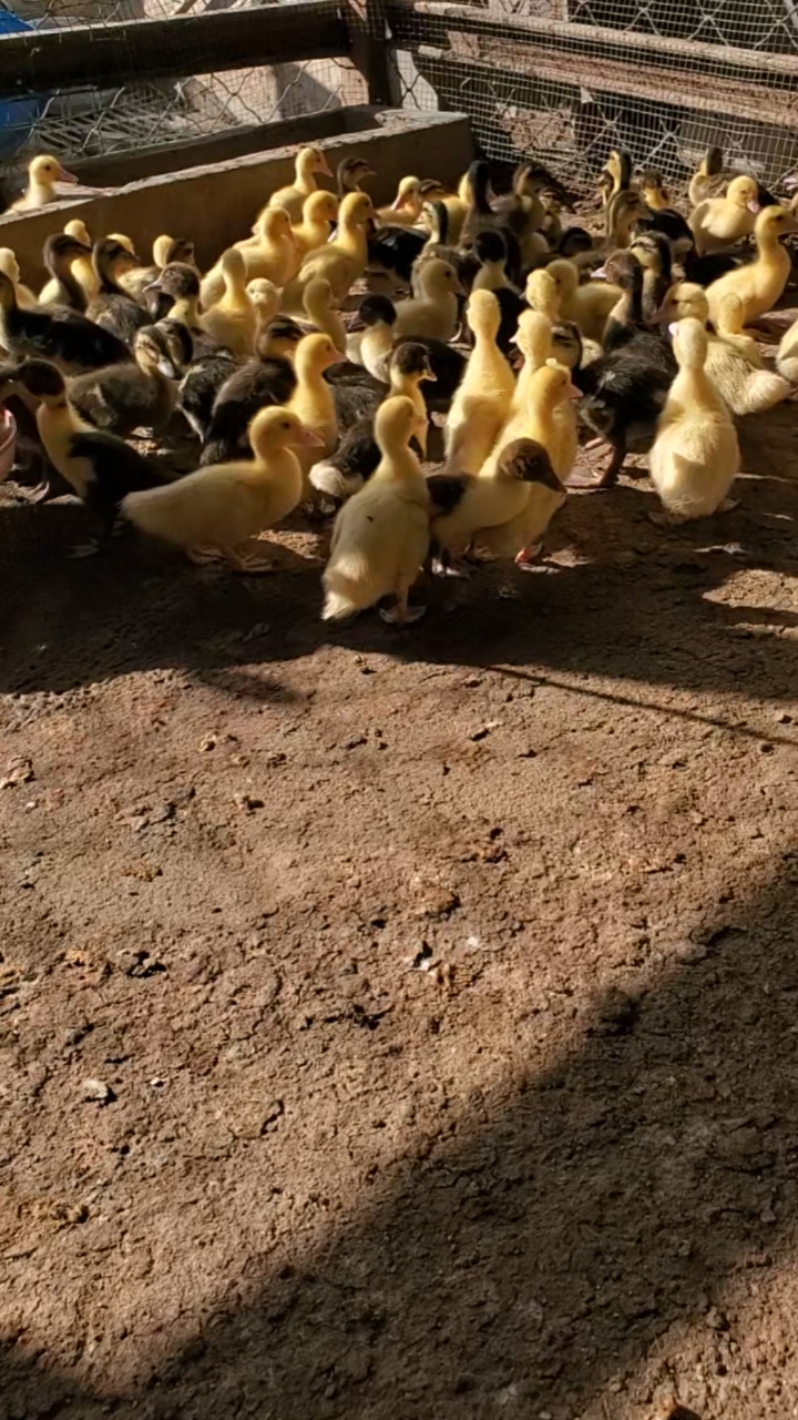 绿头鸭鸳鸯鸭苗