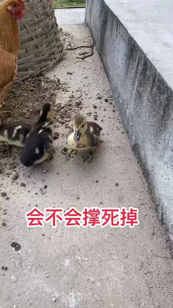 #动物世界#鸭子和大鹅小时候,能分的清楚么?