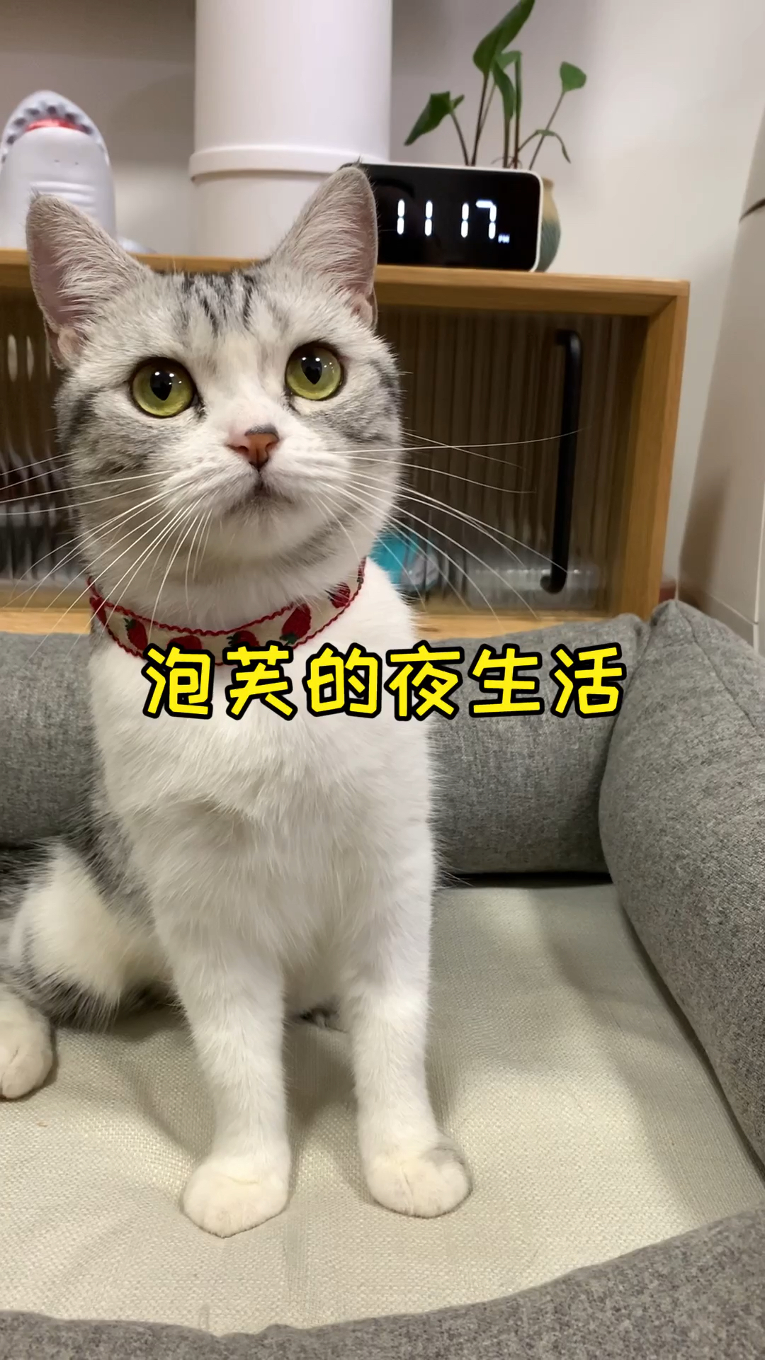 #我家萌宠成精了#每天晚上睡觉前，都要陪傻芙芙斗智斗勇才行～