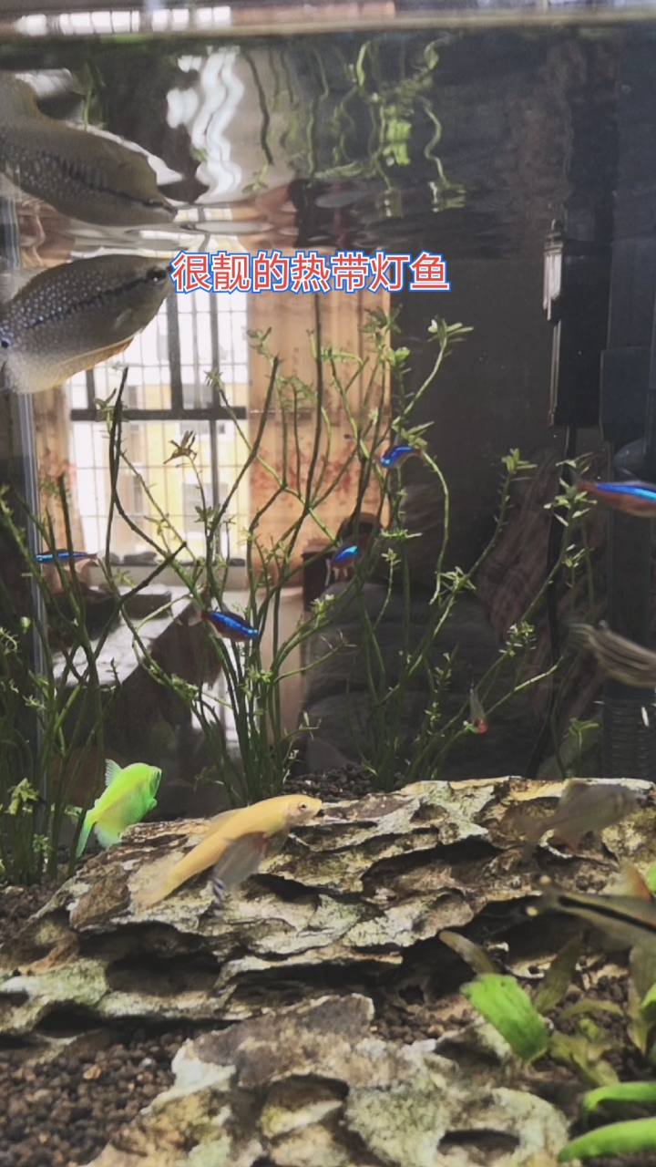 #记录生活#养了八十天的热带灯鱼,颜色特别的鲜艳,你们说呢?