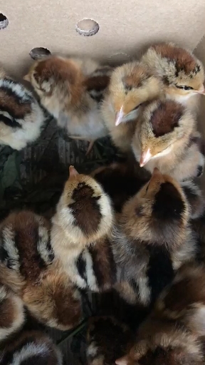 #鸡苗#901鸡苗大量供应