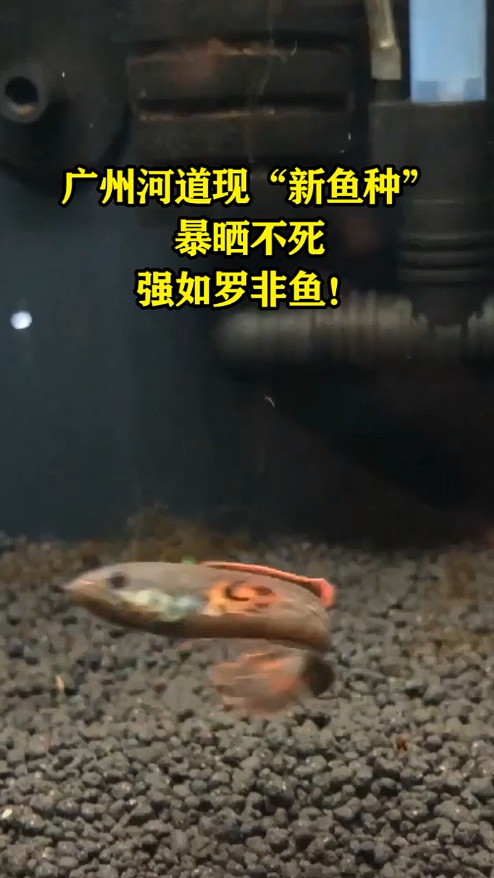 广州河道现“新鱼种”,暴晒不死,强如罗非鱼!