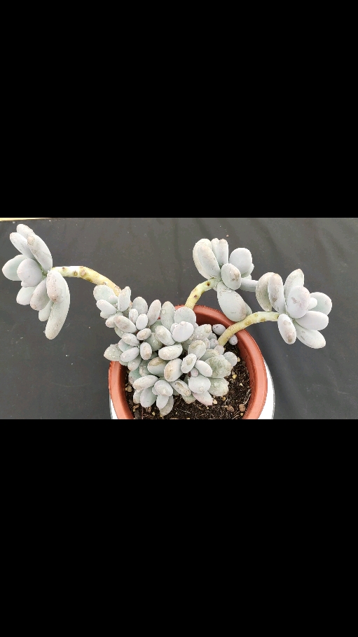 #多肉##大叶奶#多肉