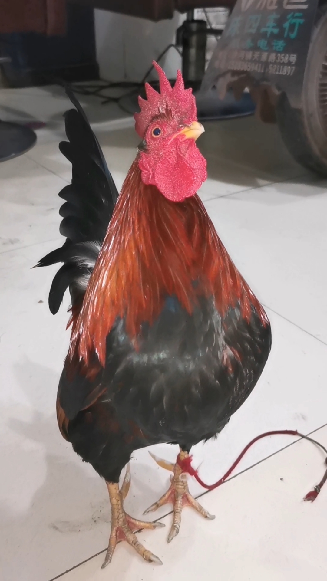 功夫鸡