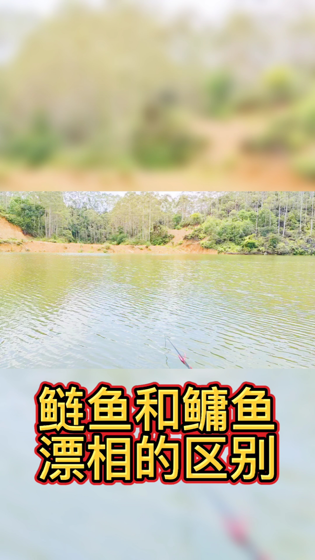 #钓鱼#手竿浮钓鲢鳙时,鲢鱼和鳙鱼在吃饵料时的漂相区别