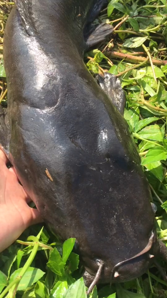 #路亚小伙伴#这是什么品种的鱼,埃及塘鲺鲶鱼吗?