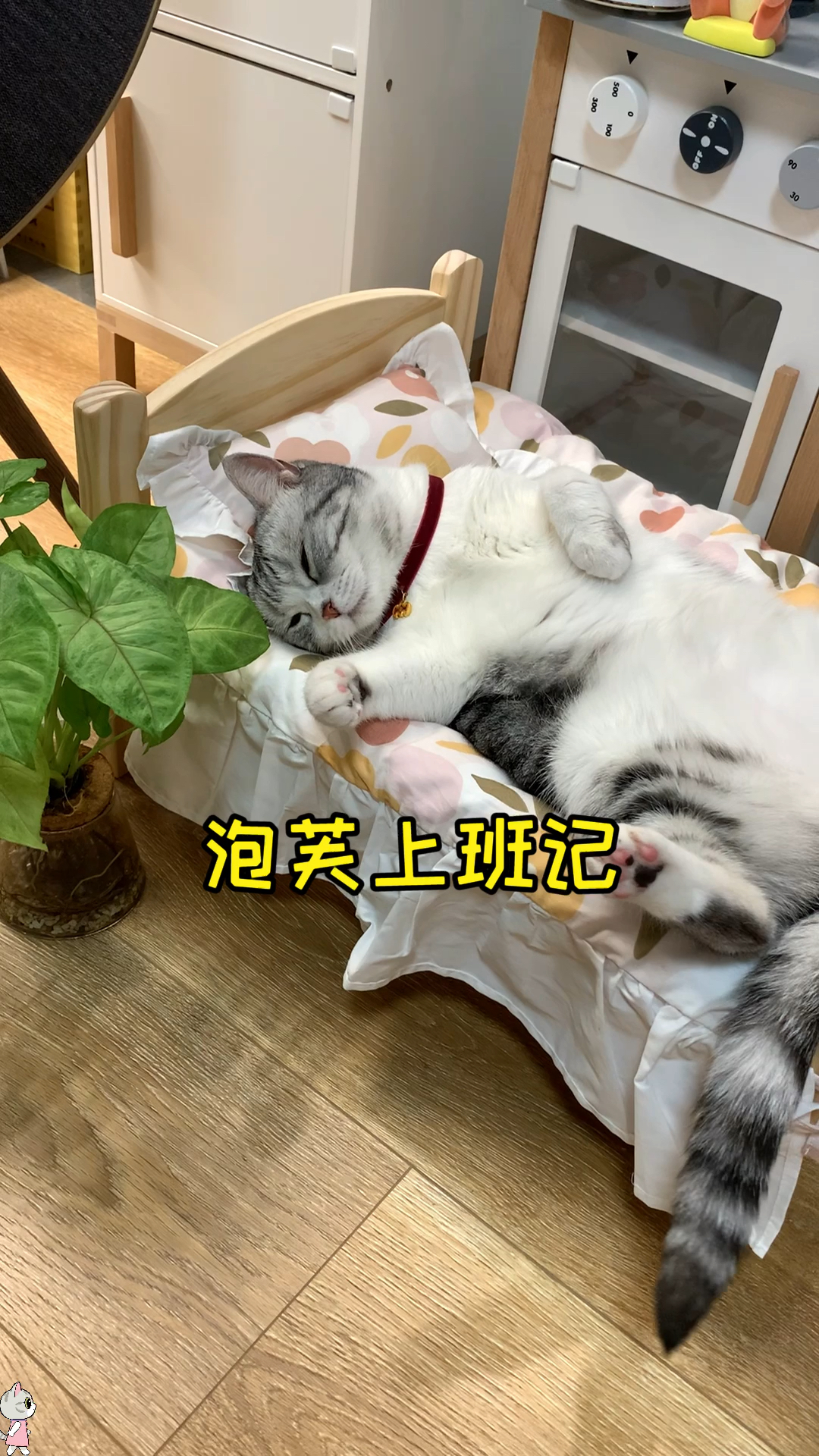 #猫咪日记#提前收到了七夕礼物开心