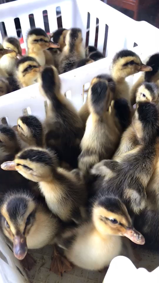 #家禽养殖#大种杂交鸭苗四点麻鸭苗土鸭田鸭