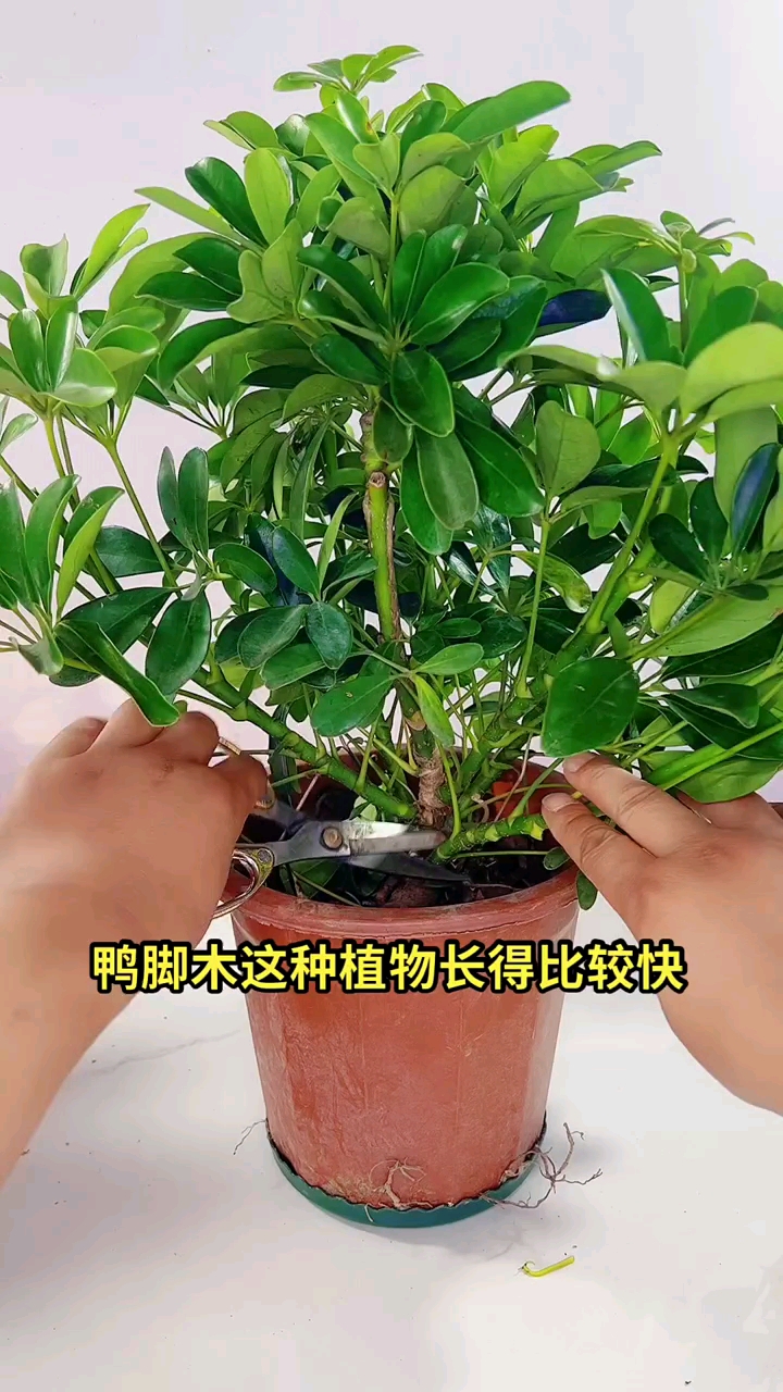 鸭脚木