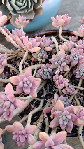 #多肉植物#秋丽老桩的粉红太独特了,怎么能如此好看!