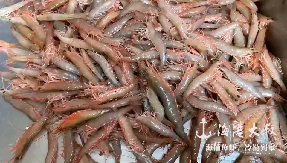 沙卢虾当季好虾,上岸立刻通过最低温锁鲜,保证送到您家质量不变化[胜利]