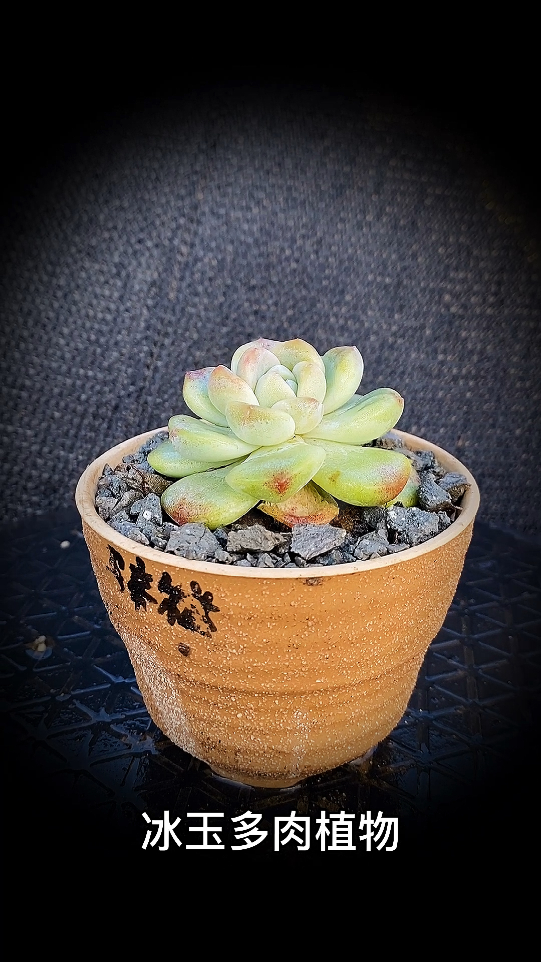 #有一种可爱叫多肉!#冰玉多肉植物:是景天科拟石莲属的多肉植物。是阿尔卑斯厚叶月影与雪莲的