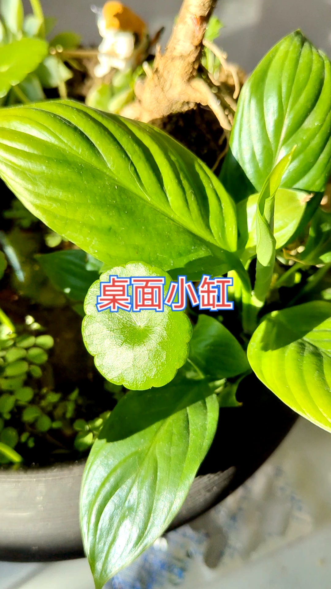 茶几上的小鱼缸，水清鱼靓！状态太好了～