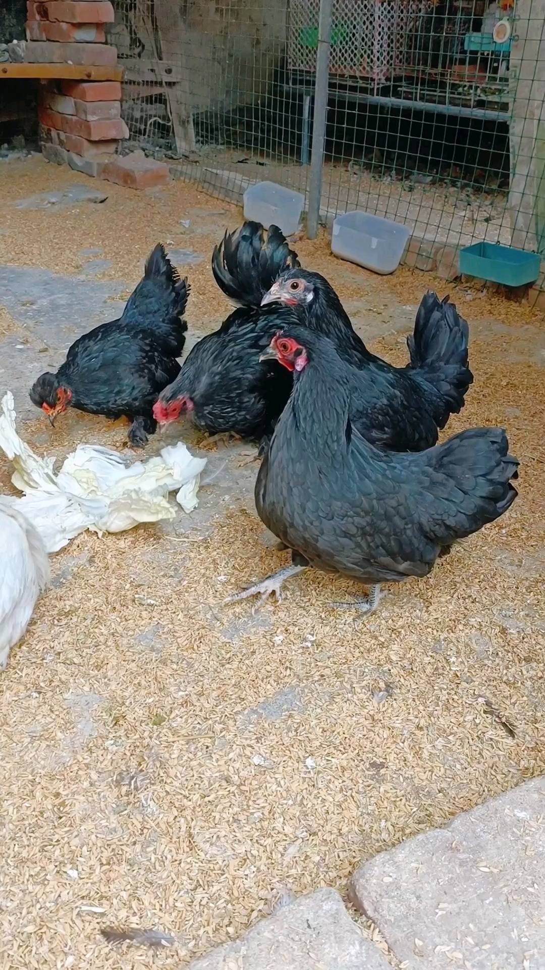 我家的小体元宝鸡,请欣赏