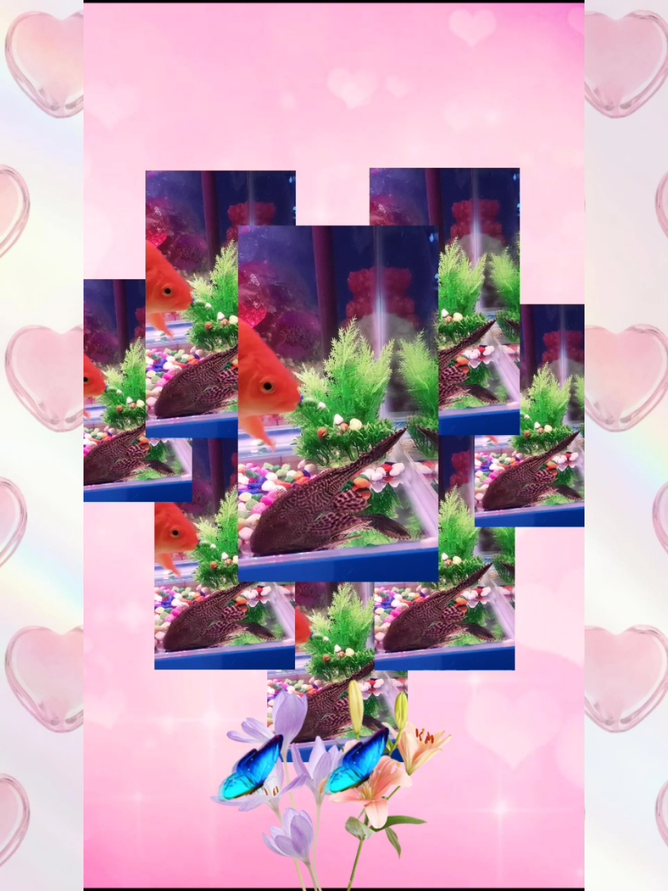 #春天来了#好养的小金鱼