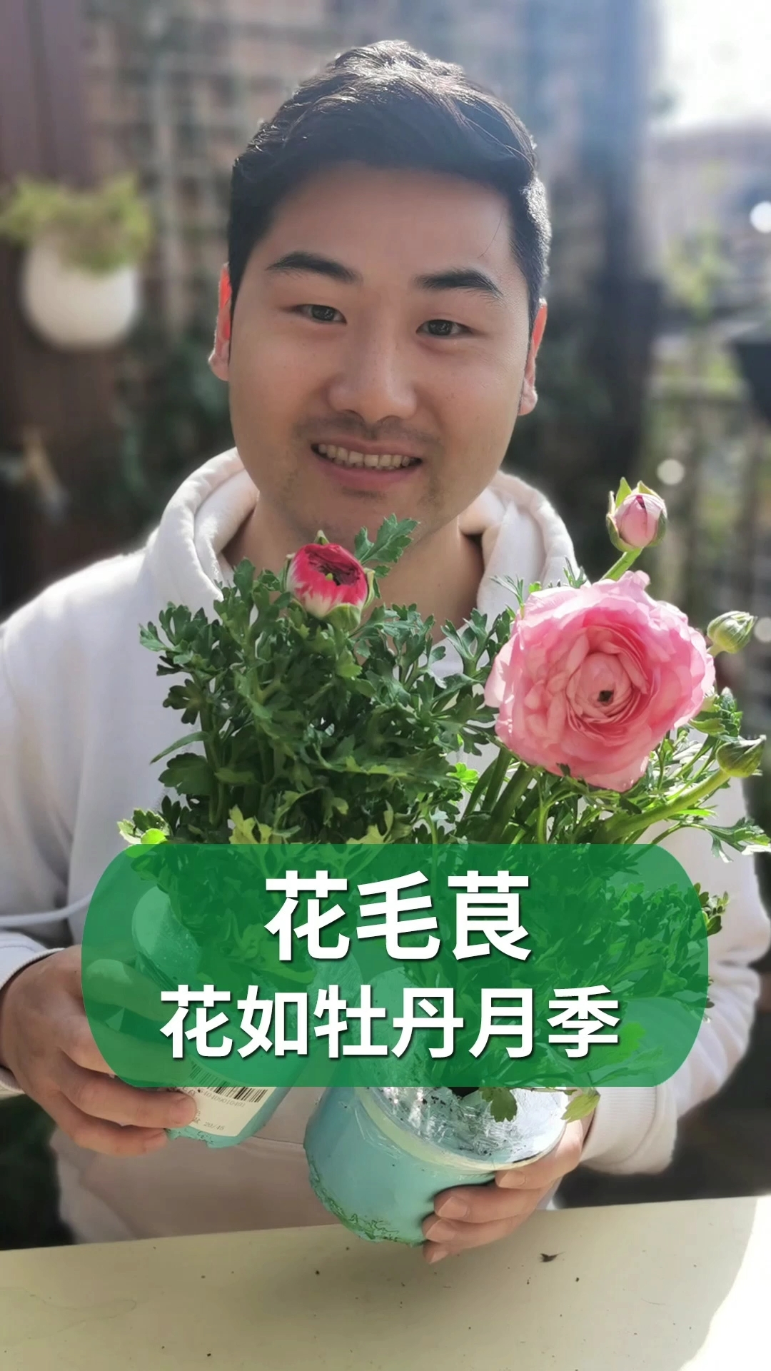 #好物推荐#花毛茛,开花不输牡丹月季哦～