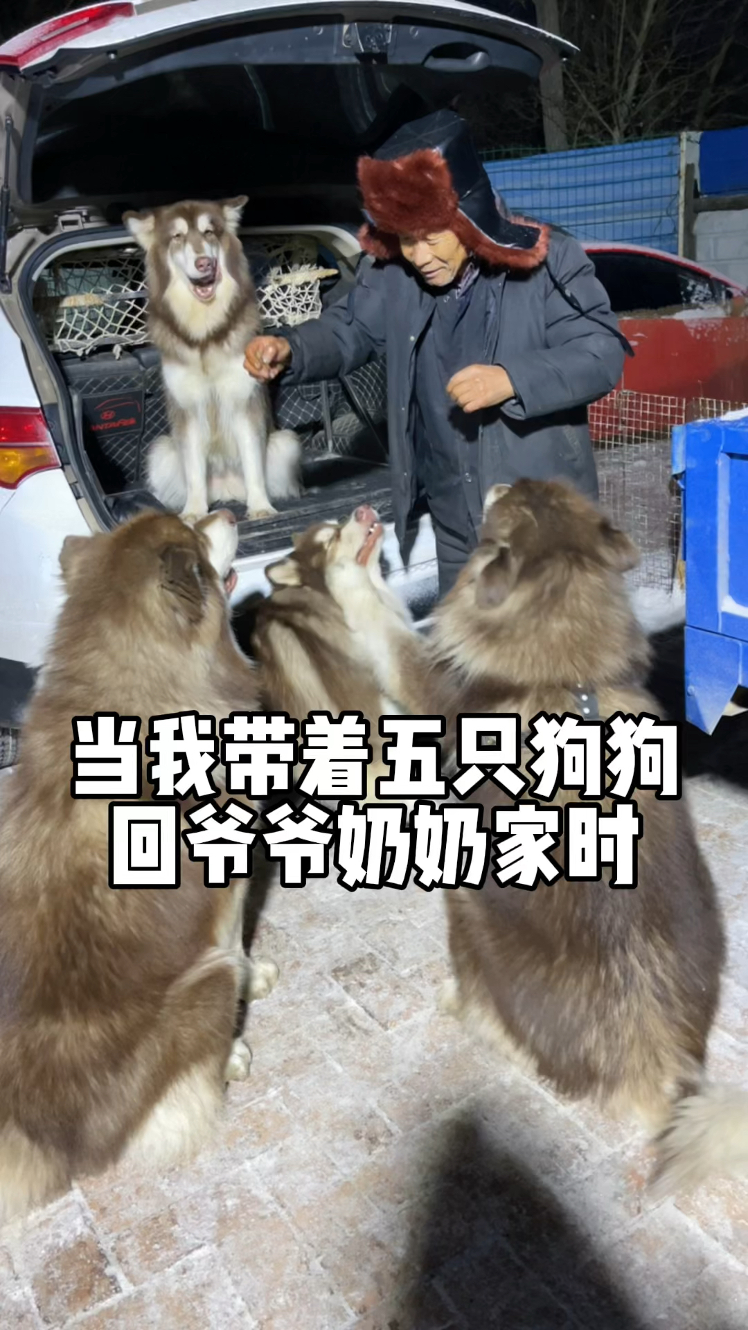 #我家萌宠成精了#当我带着五只狗狗回爷爷奶奶家时