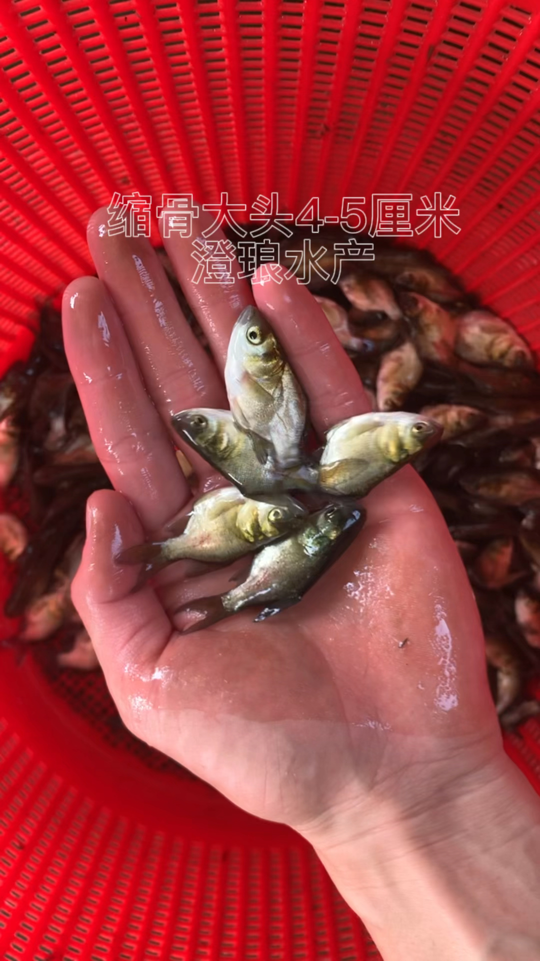 缩骨大头鱼苗胖头鱼苗缩骨花鲢仙骨大头苗锁骨大头淡水鱼苗
