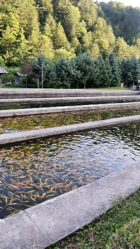 #宅在家里拍照片#养鱼池里的金鳟鱼