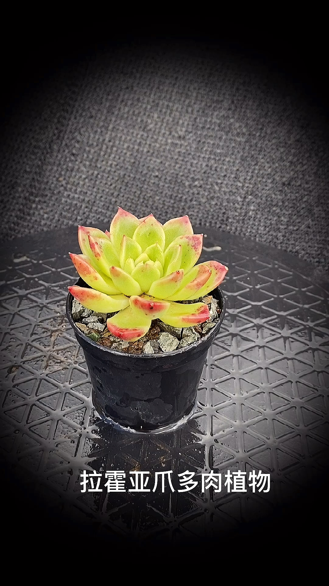 #有一种可爱叫多肉!#拉霍亚爪多肉植物:景天科拟石莲花属的多肉植物,为东云系品种之一。