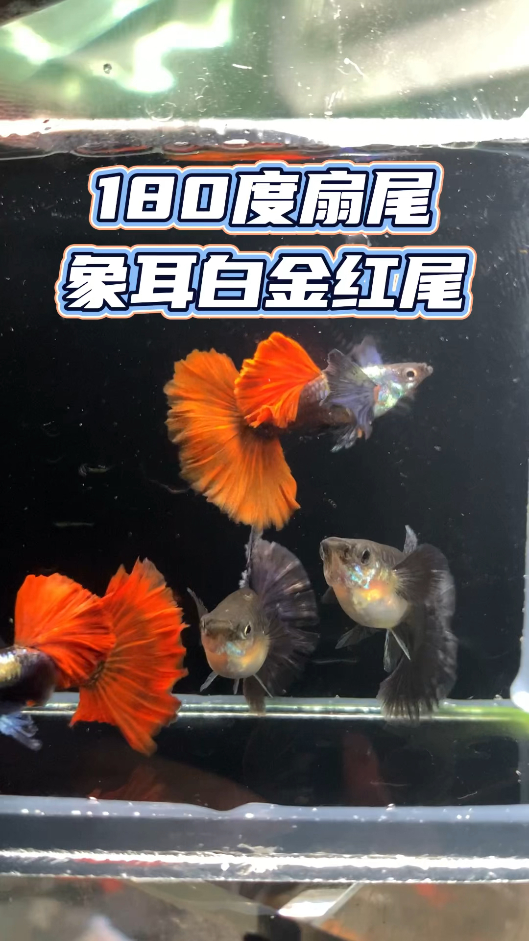 180度扇尾象耳白金红尾种鱼两对#观赏鱼#孔雀鱼#养鱼日记#养鱼人#水