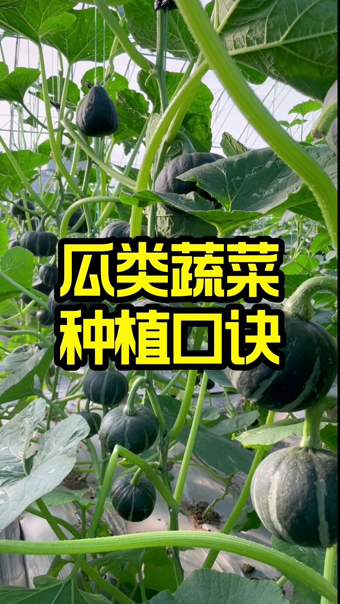 瓜类蔬菜,种植口诀