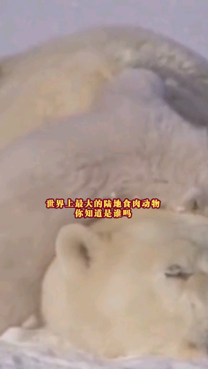 世界上最大的陆地食肉动物,你知道是谁吗?