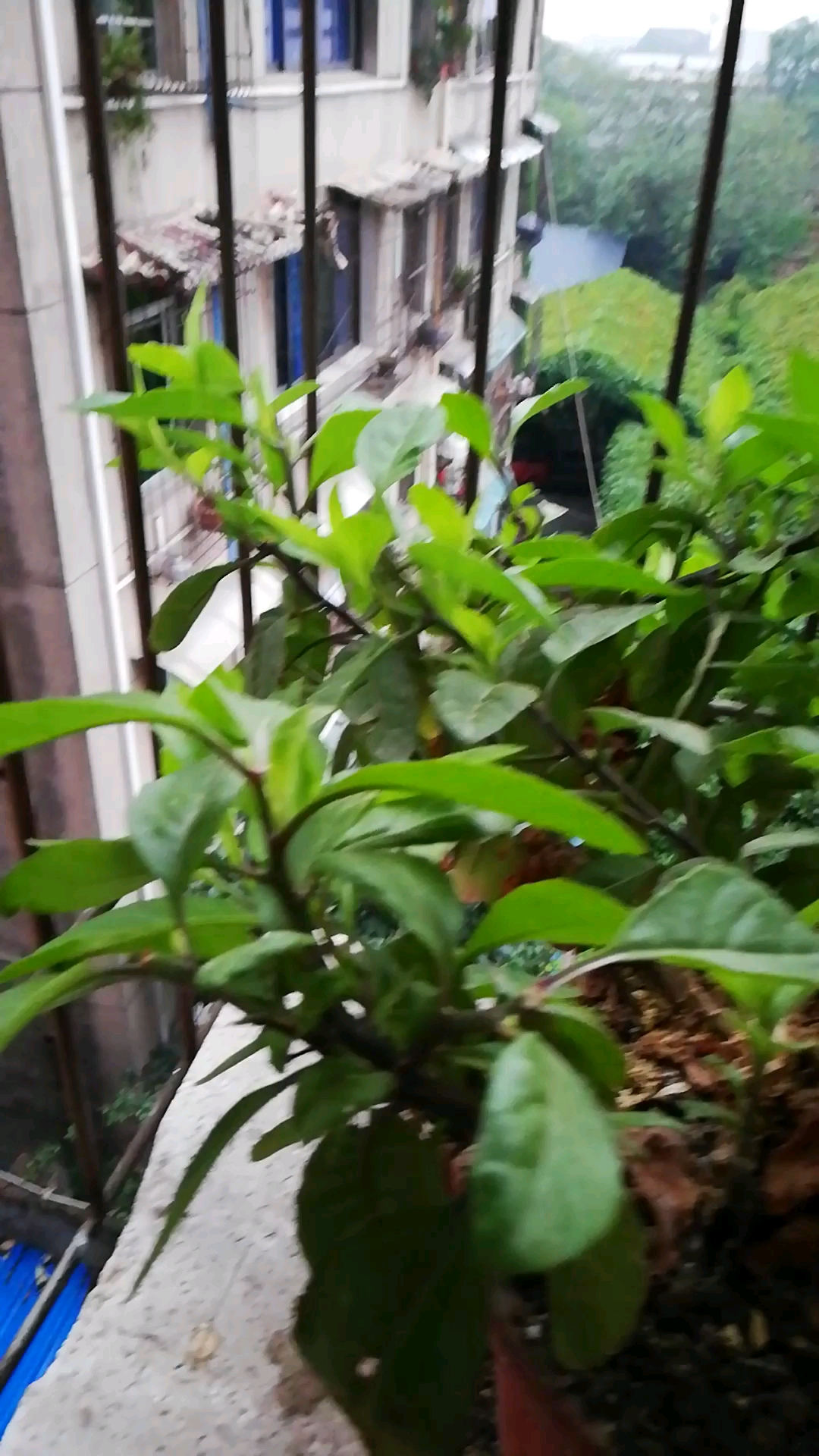 血碧菜