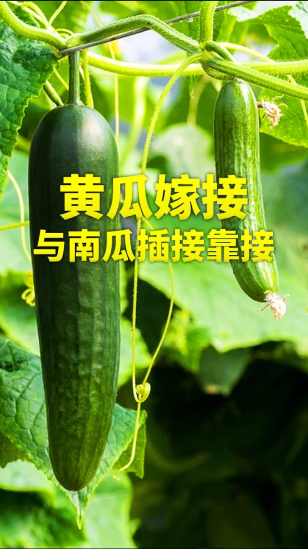 #记录我的农村生活#种植蔬菜黄瓜，育苗期与南瓜插接靠接嫁接方法