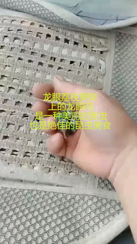 龙眼荔枝果树上的龙眼鸡,是一种美丽的害虫,也是绝佳的昆虫美食!