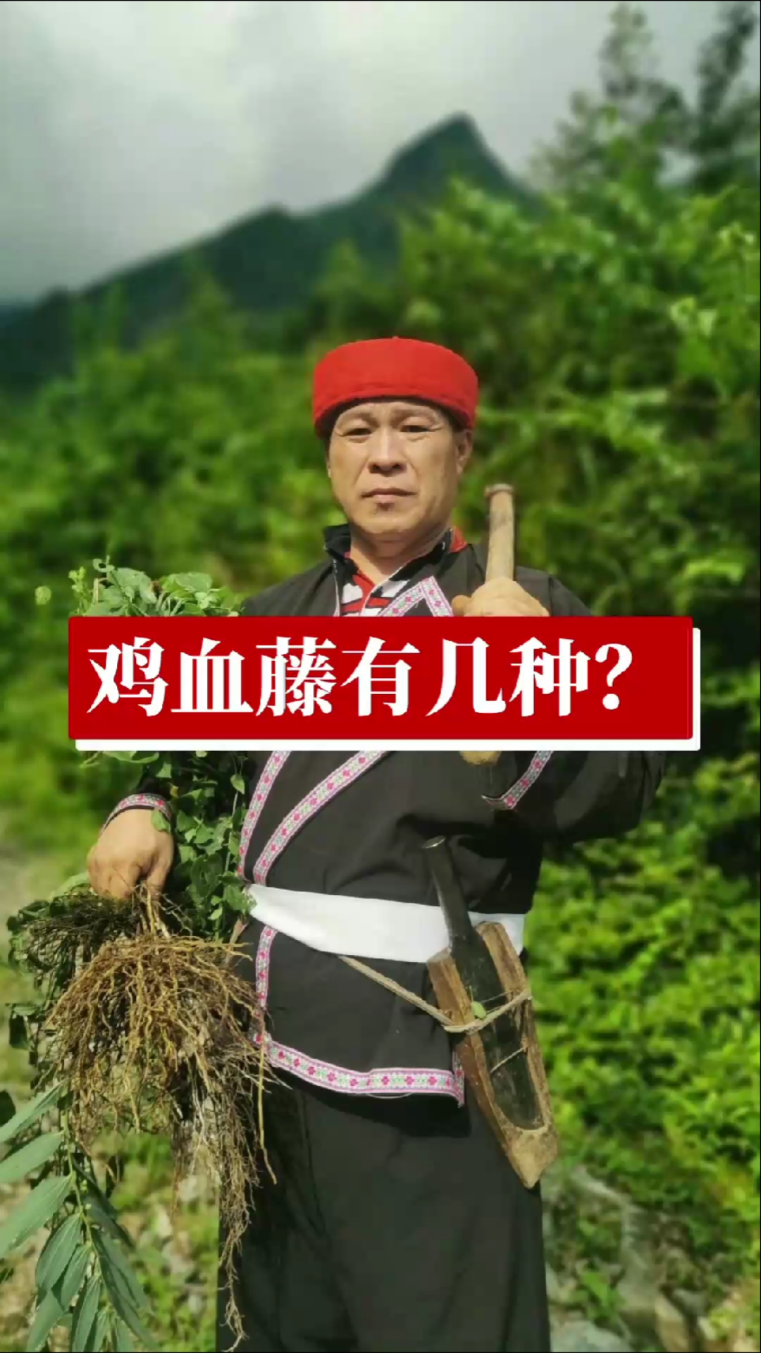 鸡血藤有几种?