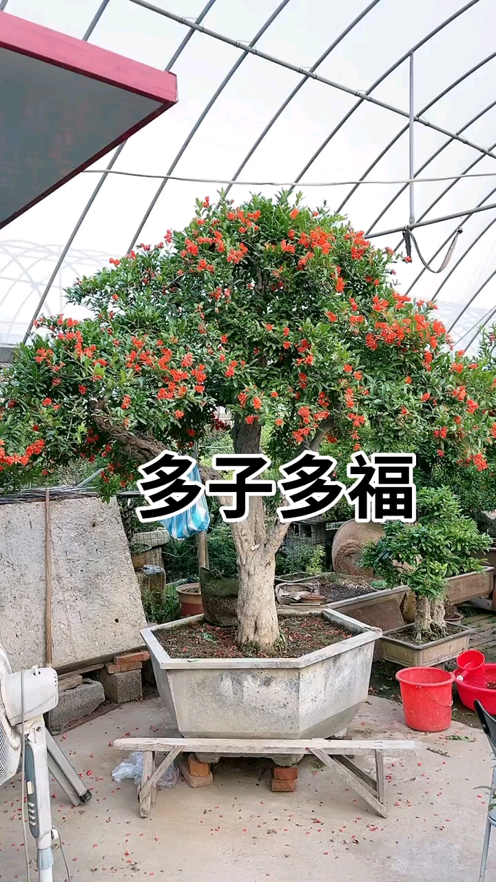 老桩石榴寓意多子多福耐寒耐旱南北方都可以栽植