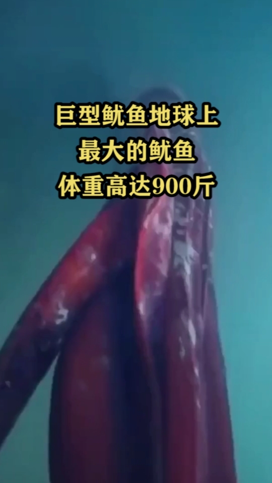 巨型鱿鱼地球上最大的鱿鱼,体重高达900斤