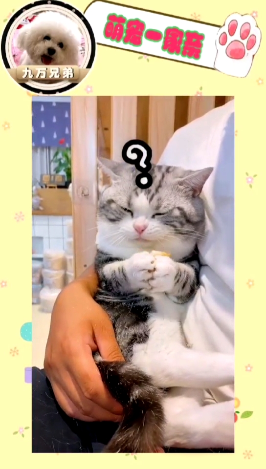#小小爱宠萌化你#猫咪以为真的要把它卖了,手里的鳕鱼块儿突然就不香了