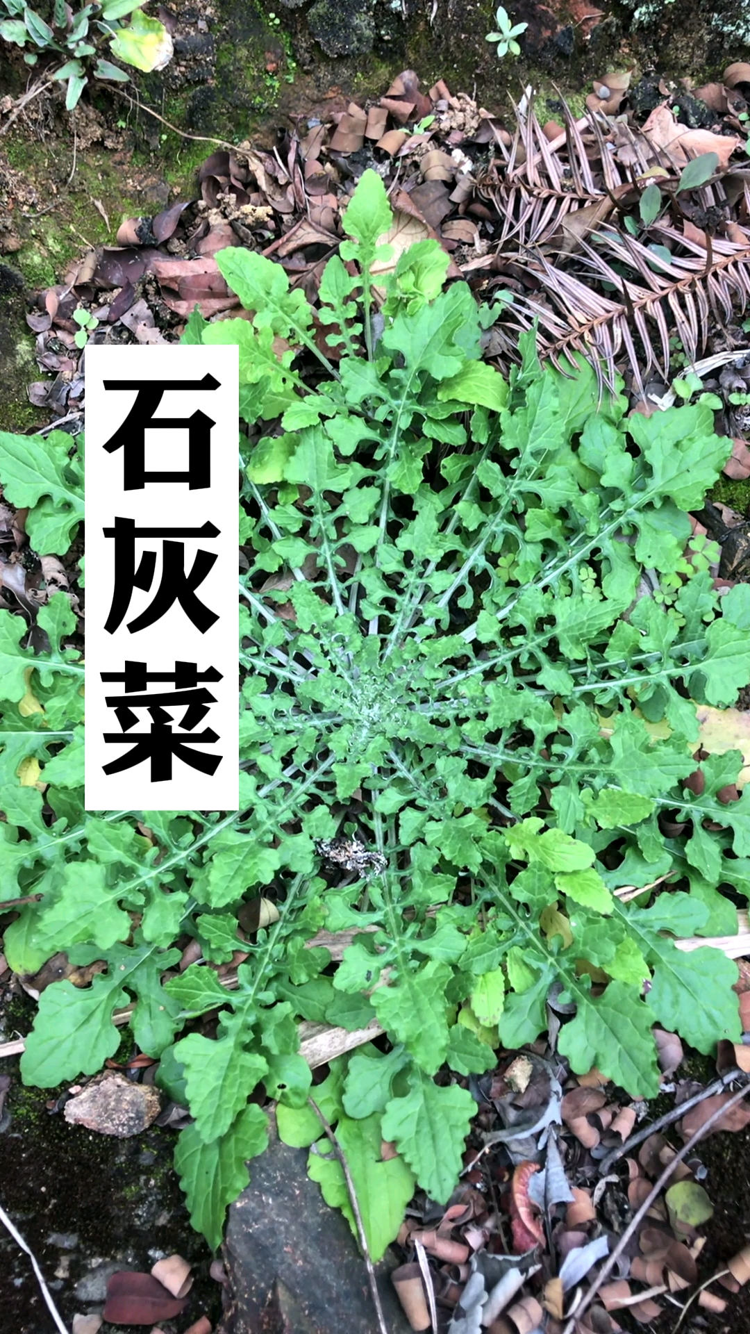 石灰菜为什么叫石灰菜?