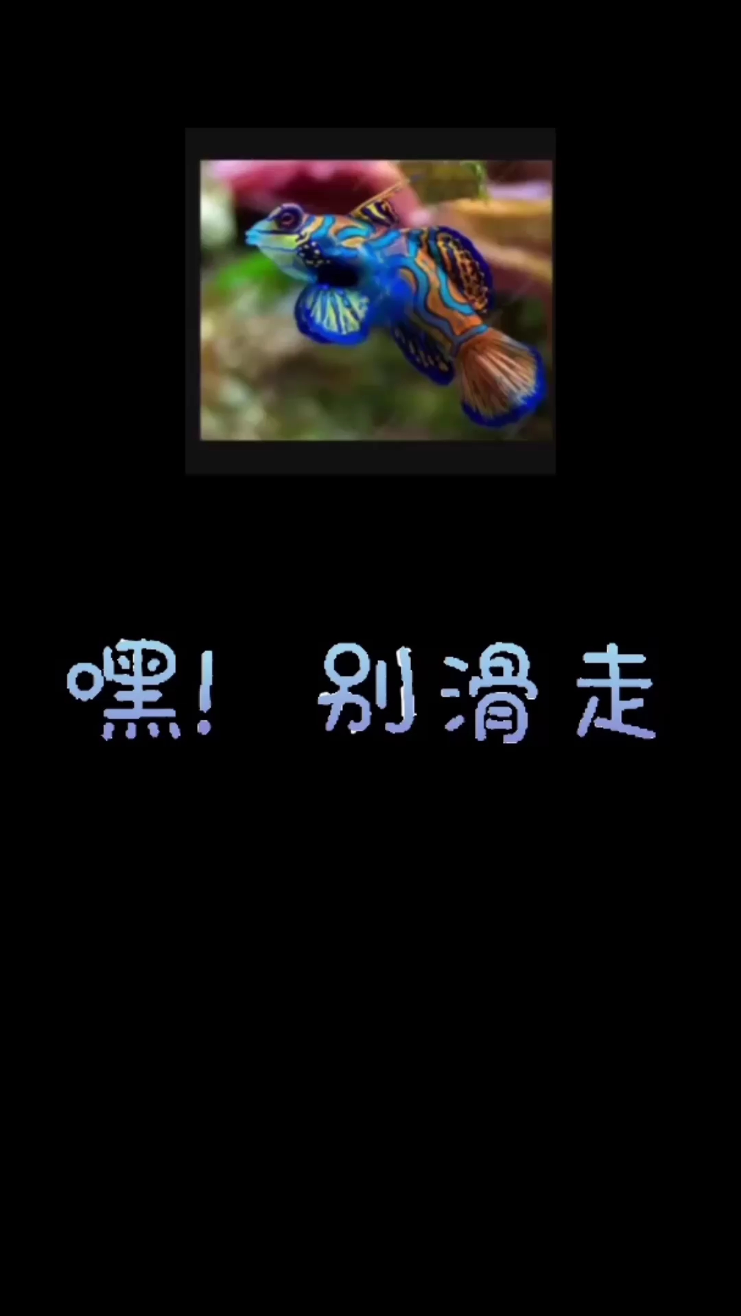 【观赏鱼】皇冠狗头鱼,就碰到就变成球了。
